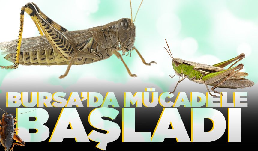 Bursa’da çekirge ile mücadele başladı