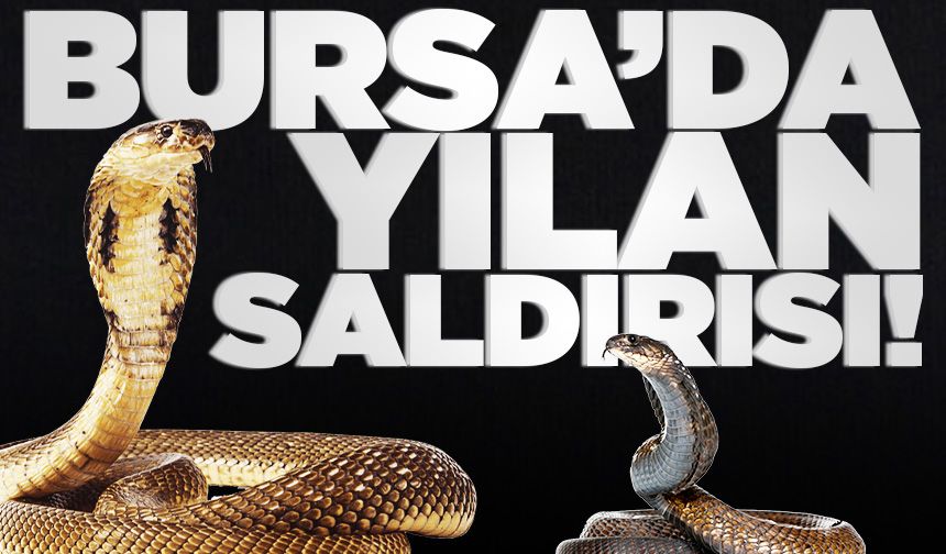 Bursa'da yılan saldırısı! Bacağından ısırıldı