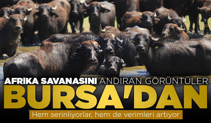 Afrika savanasını andıran görüntüler Bursa'dan