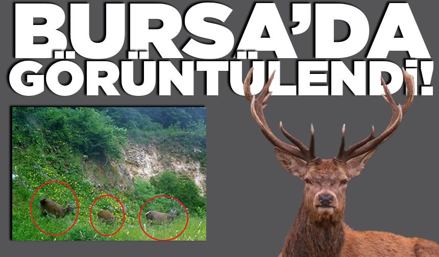 Bursa ormanlarında nadir anlar: Fotokapan kızılgeyikleri görüntüledi