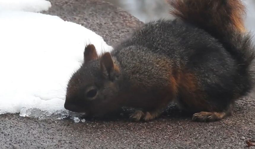 Uludağ'da kar ile susuzluğunu gideren sincap
