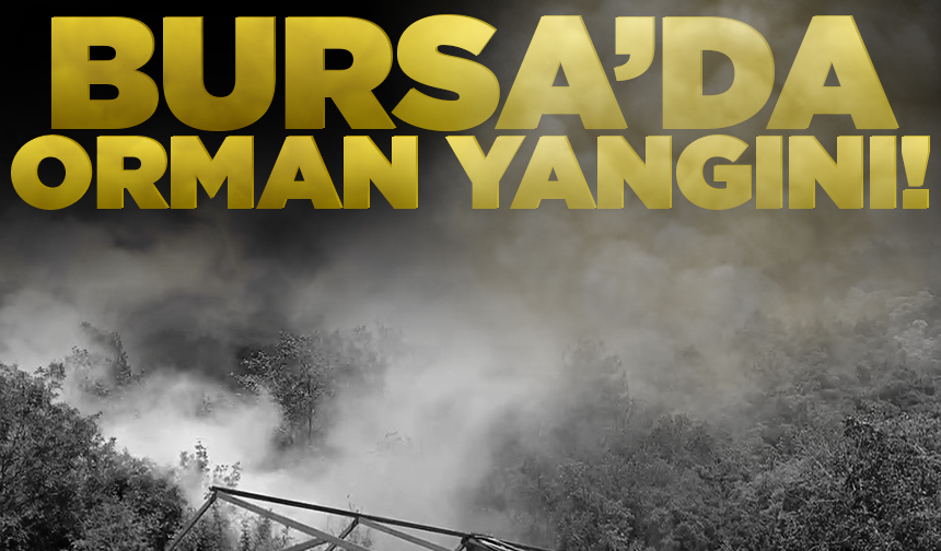 Bursa'da ormanlık alanda yangın