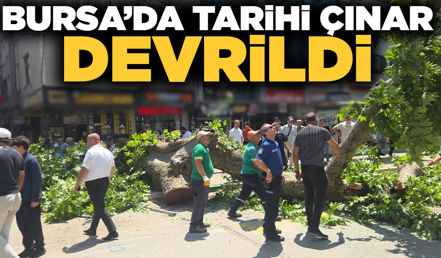 Devrilen tarihi çınar araca zarar verdi; yol trafiğe kapandı