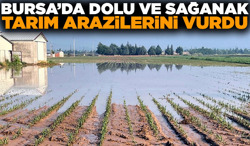 Bursa'da dolu ve sağanak, tarım arazilerini vurdu