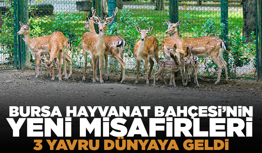 Bursa Hayvanat Bahçesi’nde yavru alageyik heyecanı