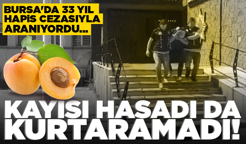 Bursa'da 33 yıl hapis cezasıyla aranıyordu... Polisi görünce kayısı toplamaya başladı!