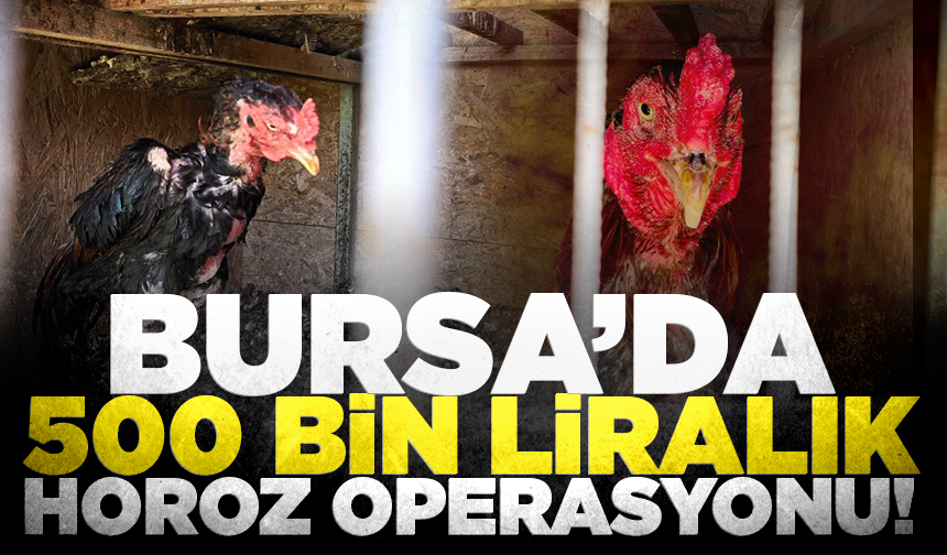 Bursa'da 500 bin liralık horoz operasyonu: 50 kişiye ceza yağdı
