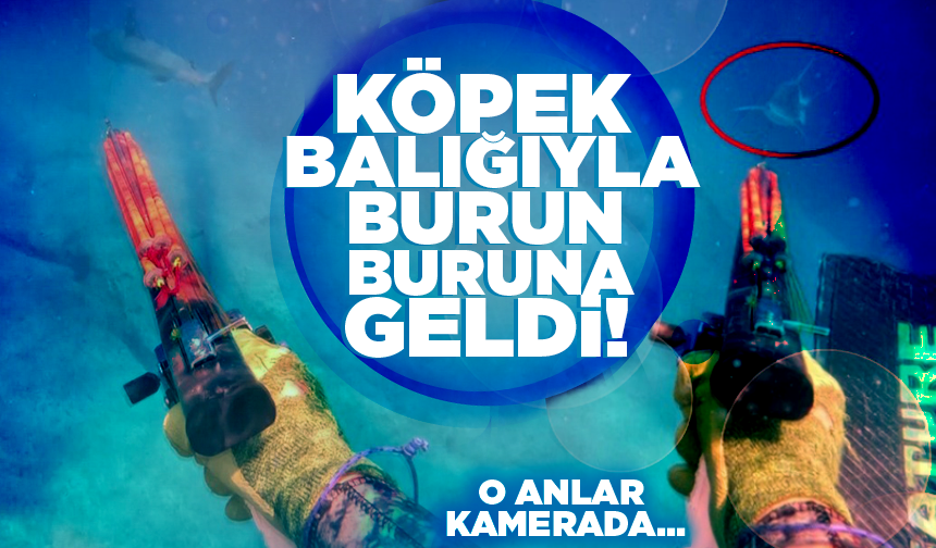 Zıpkınla avlanırken köpek balığıyla burun buruna geldi!