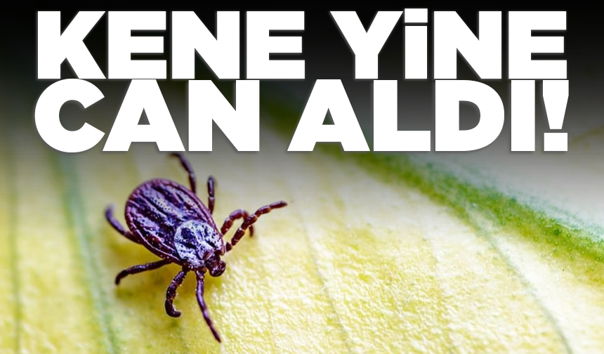 Sivas'ta kene yine can aldı