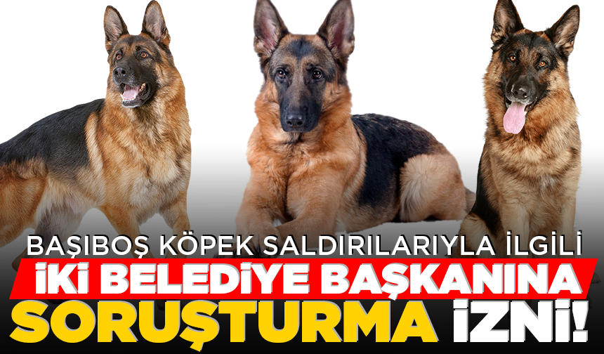 Başıboş köpek saldırılarıyla ilgili iki belediyeye soruşturma izni