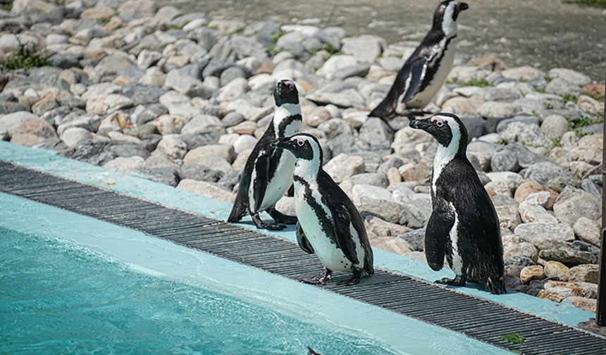 Bursa Hayvanat Bahçesi’nde penguenlere klima, lemurlara soğuk menü