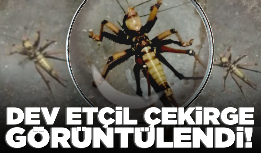 Elazığ'da dev etçil çekirge görüntülendi!