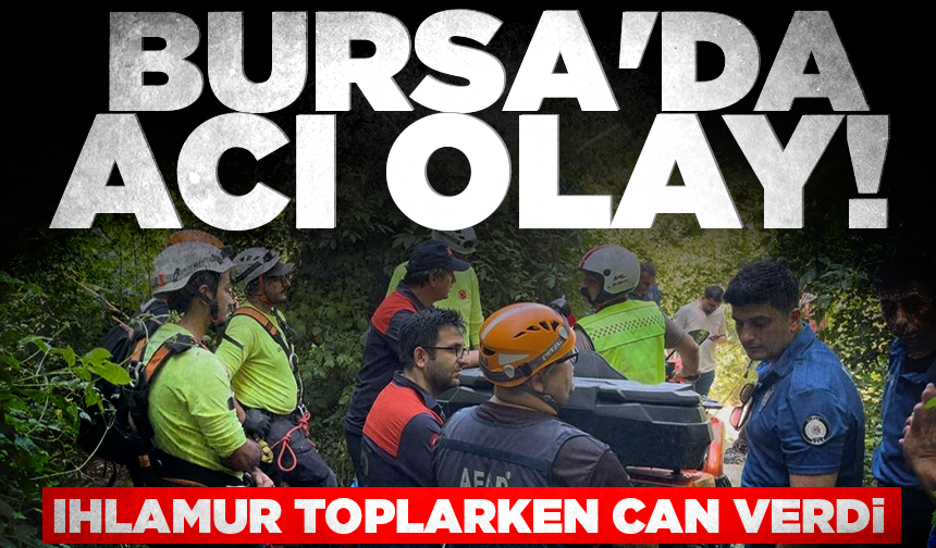 Bursa'da acı olay! Ihlamur toplarken can verdi