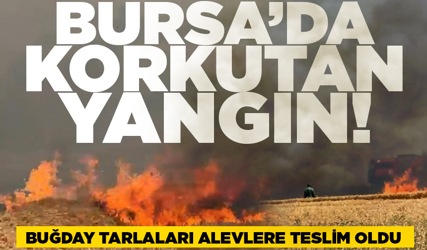 Bursa'da buğday tarlaları alevlere teslim oldu