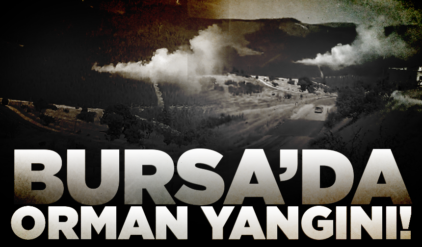 Bursa'da orman yangını
