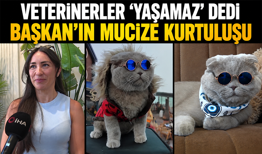 Veterinerler 'yaşamaz' dedi; Bursa'da FİP hastası kedi Başkan'ın mucize kurtuluşu