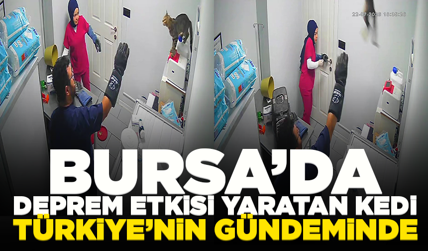 Bursa'da bir kedi klinikte deprem etkisi yarattı: Türkiye'nin gündeminde...