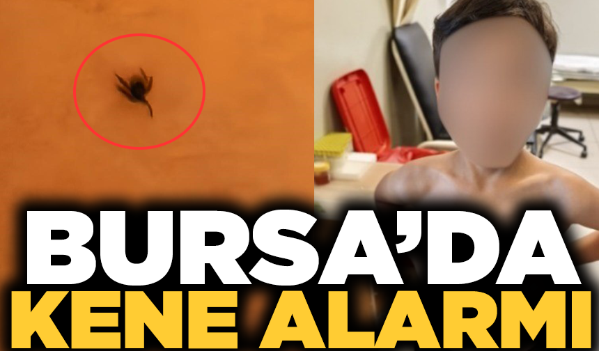 İnegöl'de kene alarmı