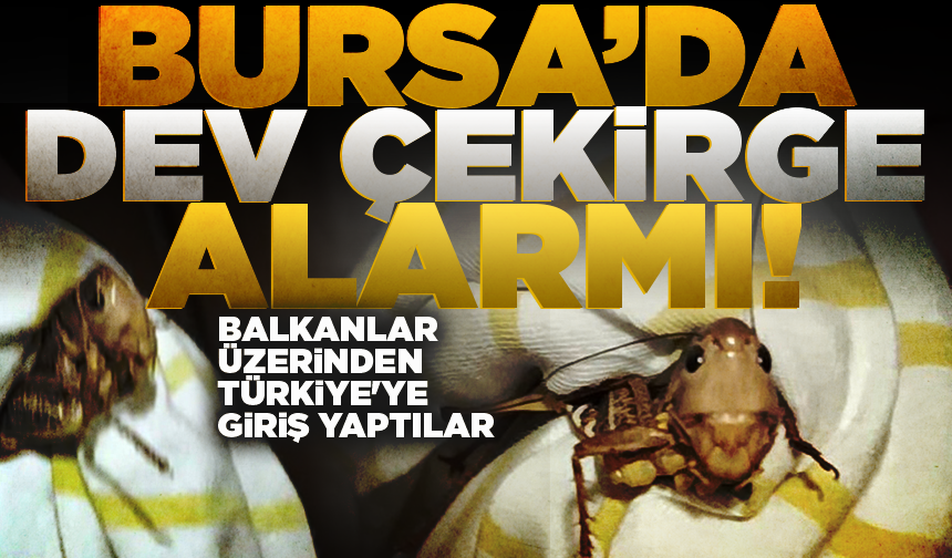 Balkanlar'dan gelen dev çekirgeler Bursa'da da görüldü