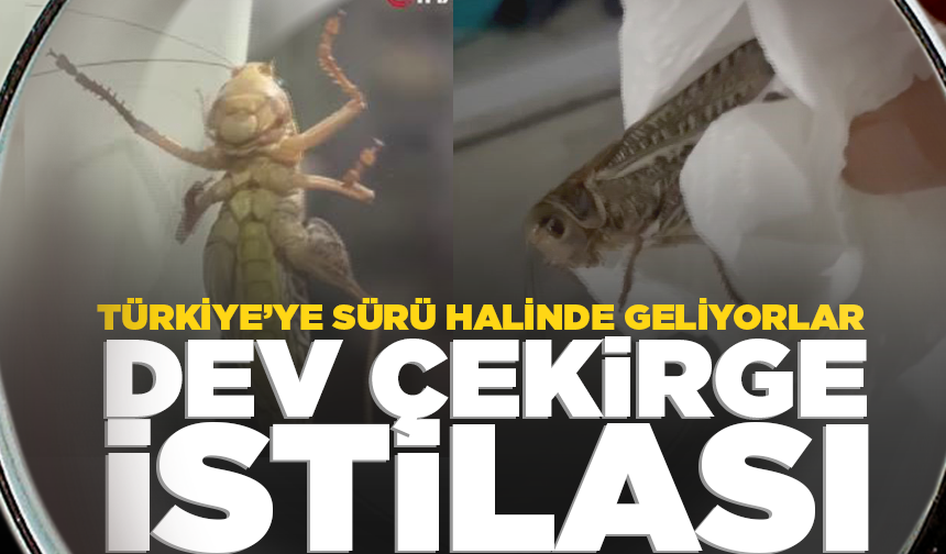 İstanbul'da evlere giren dev çekirgeler paniğe neden oldu