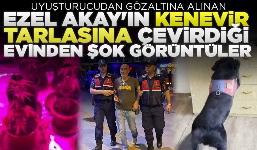 Uyuşturucudan gözaltına alınan Ezel Akay'ın kenevir tarlasına çevirdiği evinden şok görüntüler