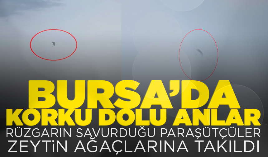 Bursa'da korku dolu anlar: Rüzgarın savurduğu paraşütçüler zeytin ağaçlarına takıldı