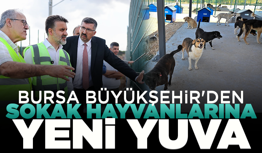 Bursa Büyükşehir'den sokak hayvanlarına yeni yuva