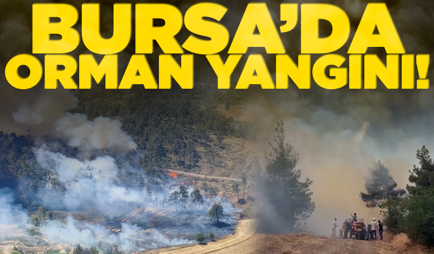 Bursa’da orman yangını