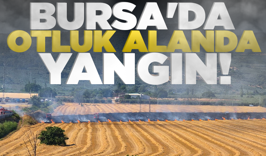 Gemlik'te otluk alanda yangın!