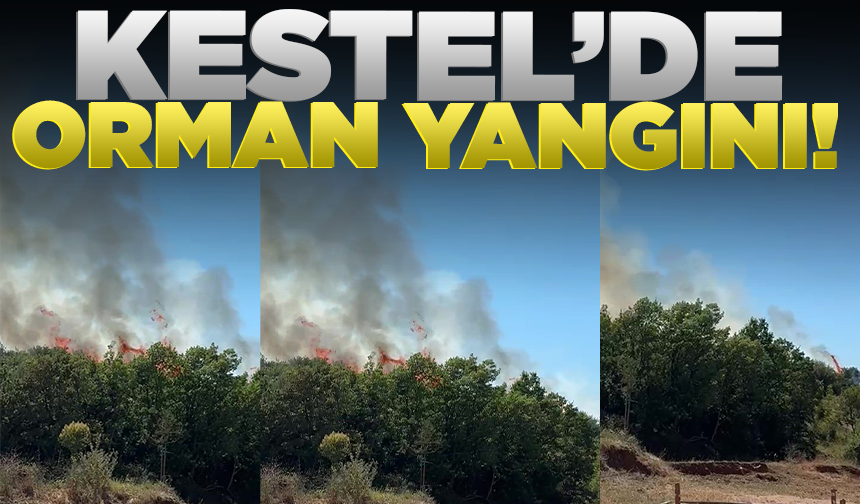 Kestel'de orman yangını