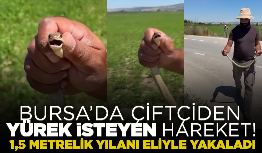 İnegöl'de çiftçiden yürek isteyen hareket! 1,5 metrelik yılanı eliyle yakaladı