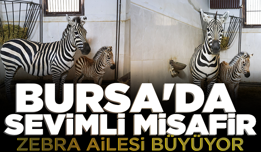 Bursa Hayvanat Bahçesi’nde zebra ailesi büyüyor