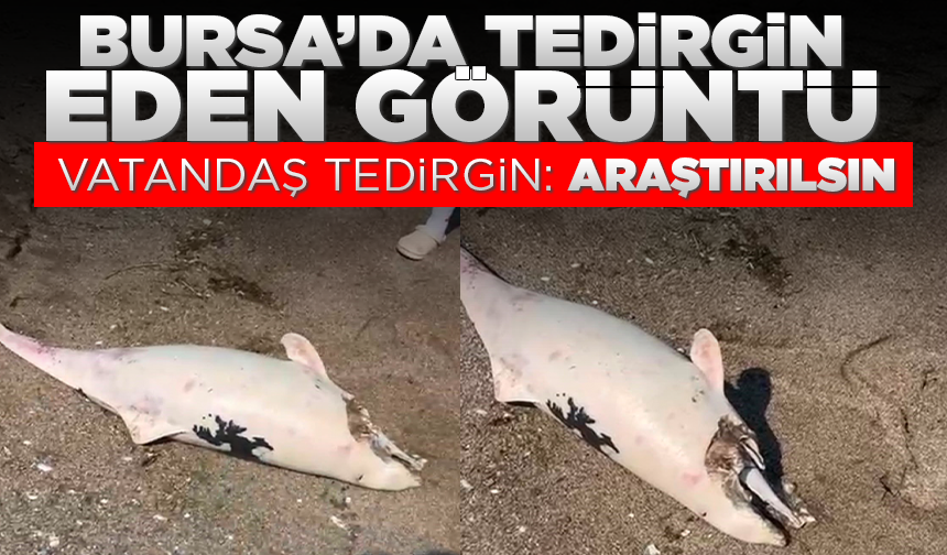 Karacabey Boğazı’nda yunus ölümleri devam ediyor, vatandaşlar tedirgin