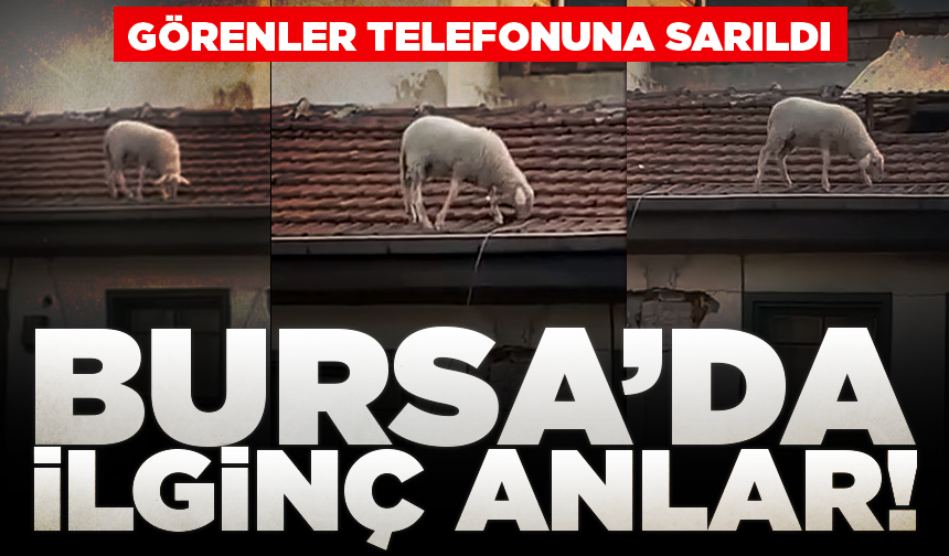 Bursa'da çatıdaki koyunu görenler telefonuna sarıldı