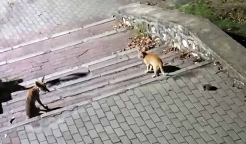 Bursa'da tilki, kedi ve kirpi buluşması
