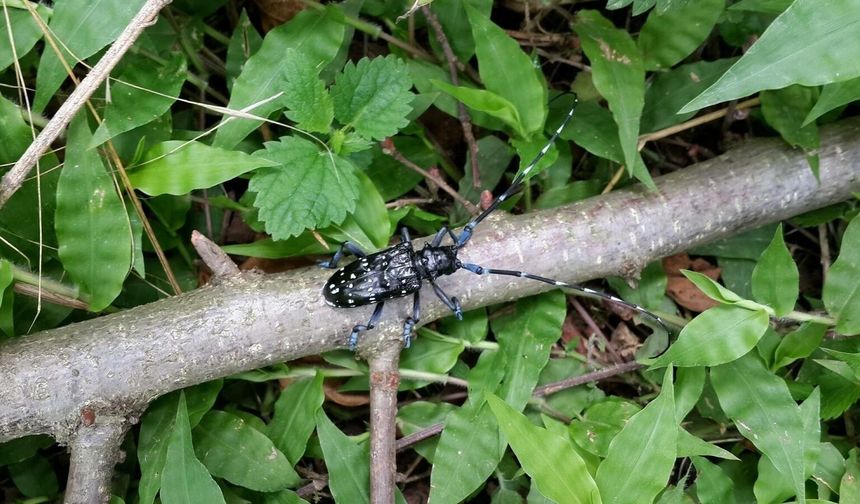 'Drakula' böceği Karadeniz'de yayılıyor