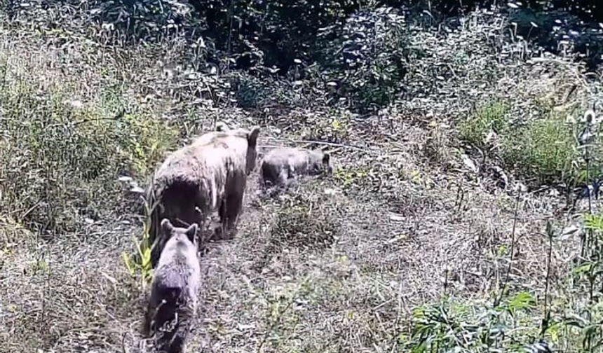 İnegöl'de yaban hayatı fotokapana takıldı