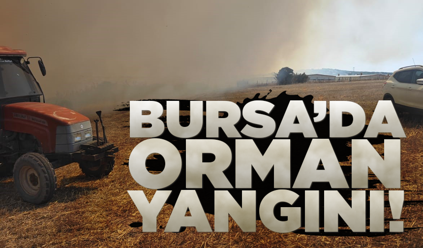 Bursa'da makilik alanda orman yangını