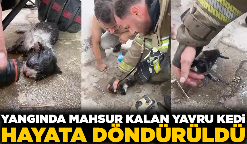 Yangında su ve oksijen verilen yavru kedi hayata döndürüldü