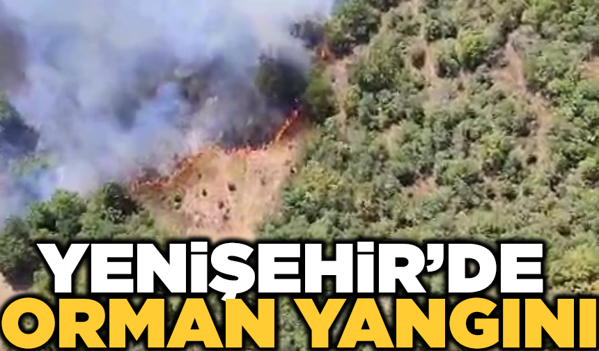 Yenişehir'de orman yangını