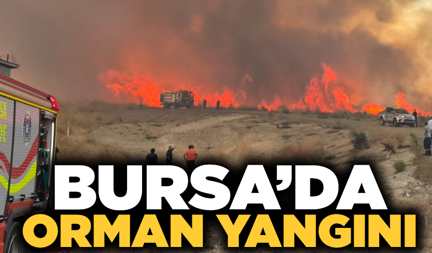 Bursa'da orman yangını