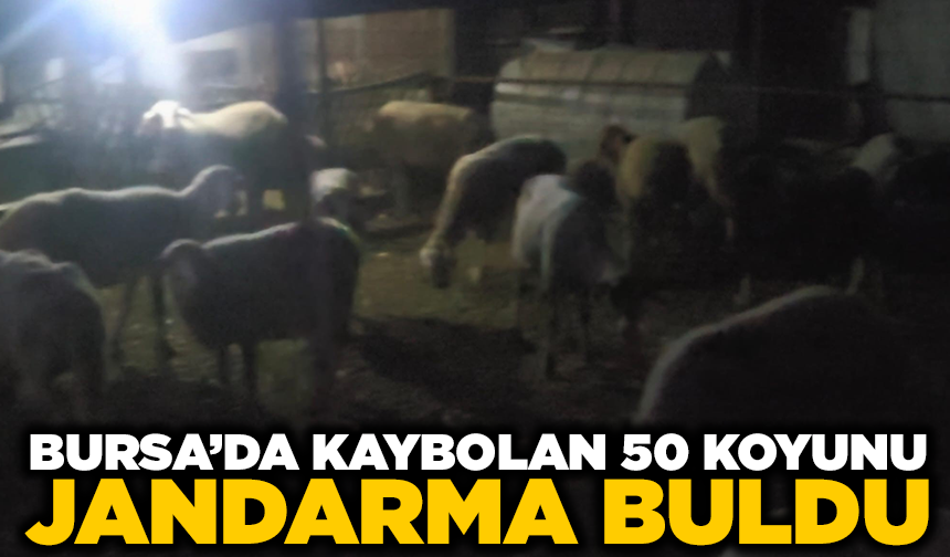 Firar eden 50 koyun jandarmanın dronu ile bulundu