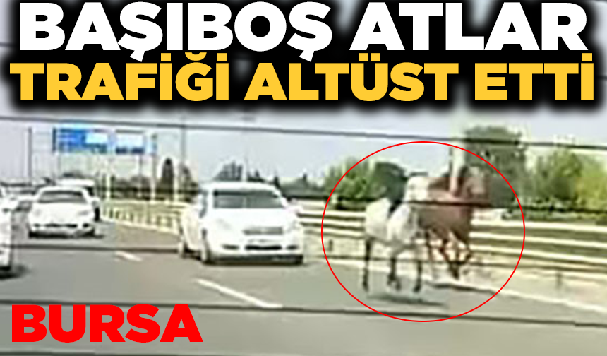 Başıboş atlar trafikte araçlarla yarıştı