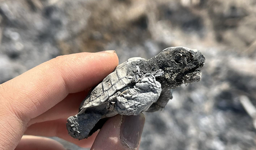 Kumsalda yakılan ateş denize ulaşmaya çalışan yavru carettayı yakıp telef etti
