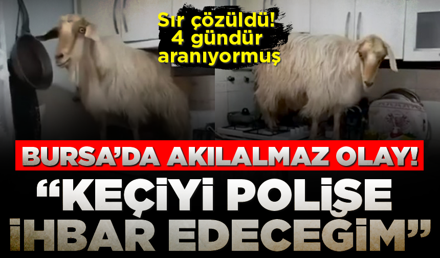 Bursa’da mutfağa giren yaramaz keçinin sırrı çözüldü! 4 gündür aranıyormuş