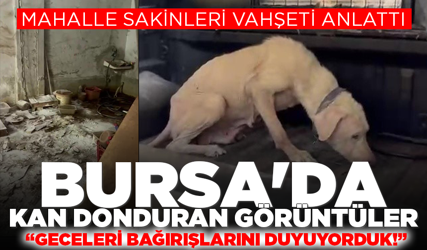 Bursa'da pire istilasına uğrayan sokakta kan donduran görüntüler