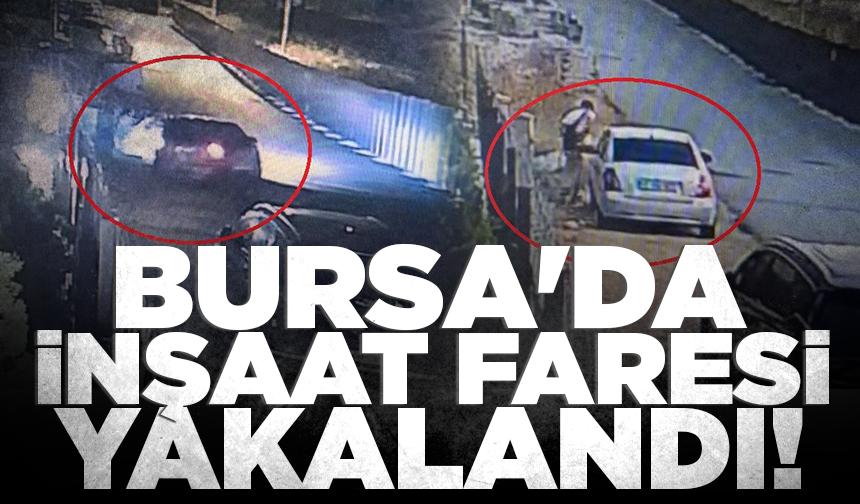 Bursa'da inşaat faresi yakalandı