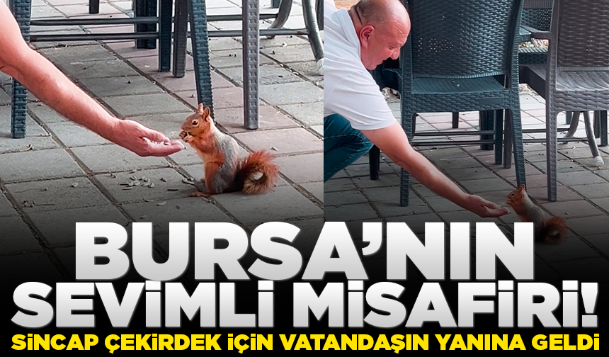 Bursa'da kahvehaneye gelen sincabı elleriyle besledi