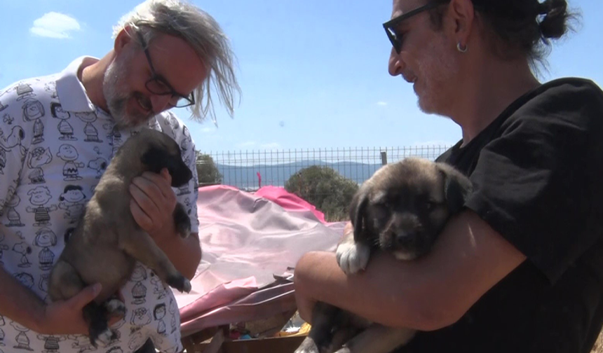 Birkaç köpekle başladı, bin 200 cana yuva oldu