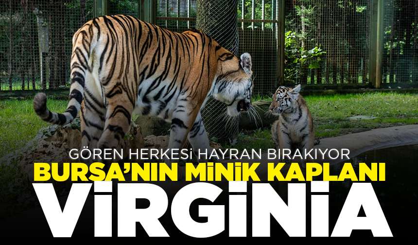 Bursa’nın minik kaplanı Virginia 100. gününü kutladı